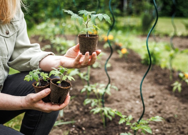 Tutores Tomateros: Cómo Utilizarlos para un Cultivo Exitoso